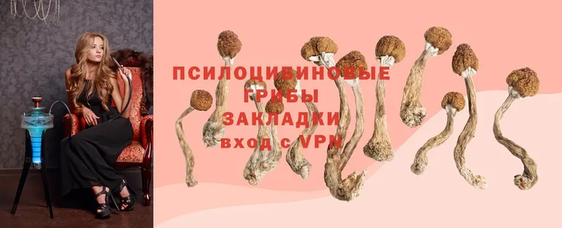 Галлюциногенные грибы Psilocybine cubensis  Туапсе 